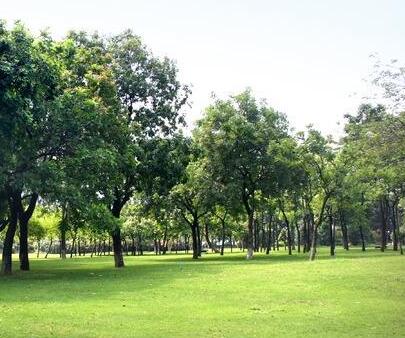 園林公司帶您了解公園綠化設計相關知識