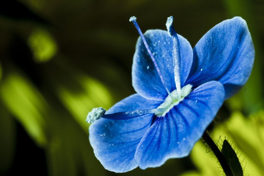 園林綠化花卉種子催芽
